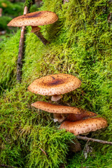 Pilz im Wald