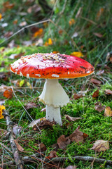 Fliegenpilz