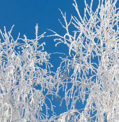A tree with a lot of snow on it is in front of a blue sky