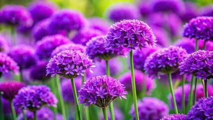 Fototapeta premium A cluster of vibrant purple flowers growing in a dense group on a stem, fast blooming flowers, rapid development, dense groups, small flower clusters