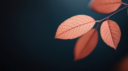 Obraz premium Autumn leaves with beautiful colors on a dark background, nature's artwork. macro texture background.