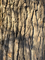Obraz premium The bark of a tree is shown in detail, with the texture