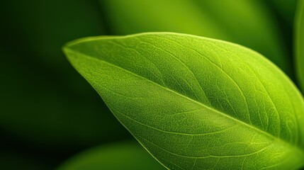 Fototapeta premium Close-up of a vibrant green leaf with intricate details, isolated on a white background. macro texture background.