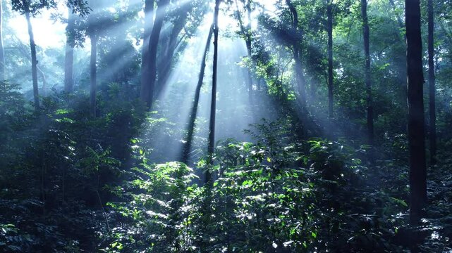 Forest tree. Tropical Forest or Rain Forest. Walk through dense forests as the sun scans the trees in summer. The rays reached the green forest. Cifor, Forestry Research IPB University, Indonesia.