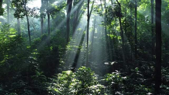 Tropical forest or rainforest. Walk through dense forests as the sun peeks through the trees in summer. Sunlight morning in the green forest. Cifor, IPB University Bogor Research Forest, Indonesia.