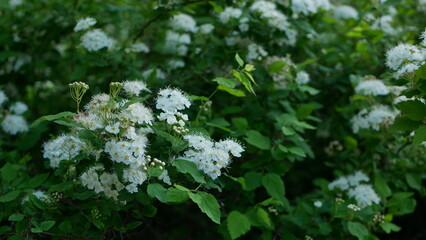 Wild flowers in a spring park. Evening landscape - small white flowers on a bush against the backdrop of a city garden.