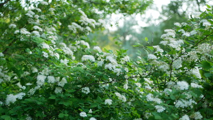 Wild flowers in a spring park. Evening landscape - small white flowers on a bush against the backdrop of a city garden.