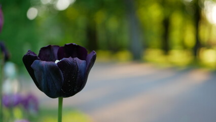 Purple tulips in a spring park against the backdrop of the setting sun.