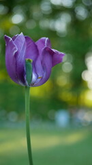 Purple tulips in a spring park against the backdrop of the setting sun.