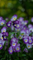 Pansies in a spring park. Spring landscape - purple and yellow pansies against the backdrop of young foliage.
