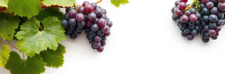 Fototapeta premium Close-up of ripe purple grapes hanging on a vine against a clean white background, sweet, fresh