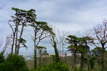 Schöner Wald in Portugal Sintra