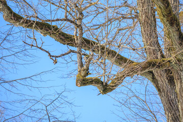 tree trunk silhouette on blue sky background