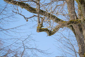 tree trunk silhouette on blue sky background