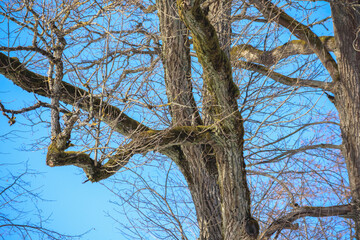 
tree trunk silhouette on blue sky background