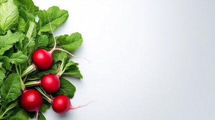 Fresh Red Radishes with Green Tops on White Background