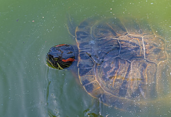 turtle swims in the muddy water of the lake