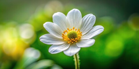 Fototapeta premium Small white flower with a prominent yellow center surrounded by curved petals, daisy pattern, white flowers