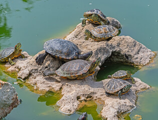 Fototapeta premium red-eared turtle basking in the sun