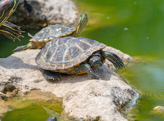 Obraz premium red-eared turtle basking in the sun