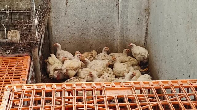 Flock of dirty white broiler chickens domesticated inside poultry farm waiting for slaughtered. Husbandry or commercial meat industry business concept. Sad terrible animal abuse cruelty and torture.