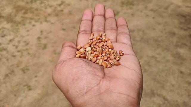 Asian farmer hand holding isolated organic farm fresh dried red cow peas chawli, lobia or payir grain in palm with blurry background and copy space. Beautiful closeup top side view. Healthy diet.