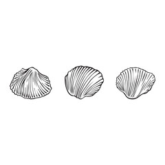 seashell outline illustration. Seashells vector set. Hand drawn illustrations of engraved line. Collection of realistic sketches various mollusk sea shells different forms. isolated white background.