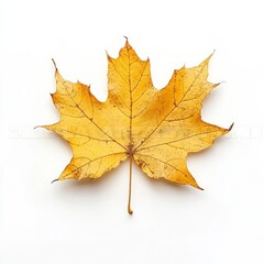 Crimson maple leaf on white blanket.