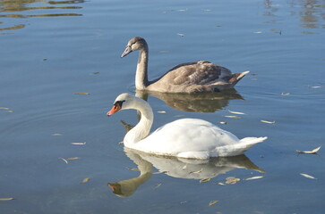 Chicks of the sibilant swan in autumn on the lake.