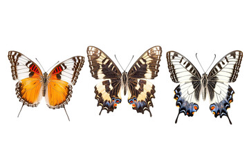 Fototapeta premium A butterfly with orange and black wings is flying in the air. on transparent background.
