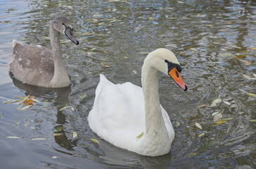Chicks of the sibilant swan in autumn on the lake.