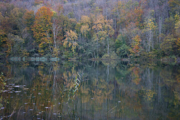 arbres se reflétant dans un lac en automne