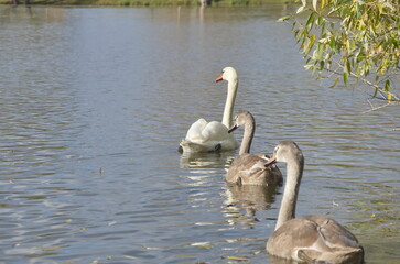 Chicks of the sibilant swan in autumn on the lake.