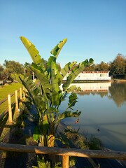 Pond in the park with a white gazebo