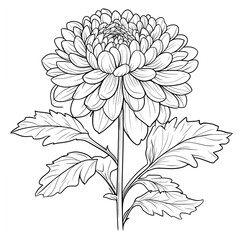 chrysanthemum flower featured in a nature documentary Outlined drawing, white background, coloring book