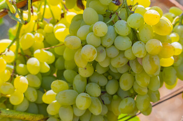 A cluster of ripe vibrant grapes