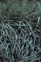 Early morning dew drops on green grass close-up view, macro photography 