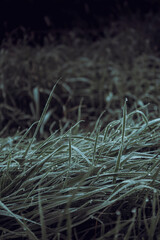 Early morning dew drops on green grass close-up view, macro photography 