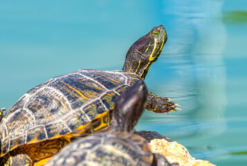 red-eared turtles basking in the sun
