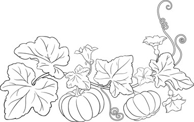 Pumpkin Plant  Outline Illustration.