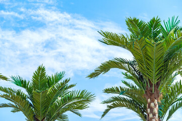 palm tree on the background of sky