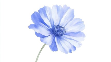 Obraz premium Serenity in Bloom: A Hand-Drawn Small Blue Flower in Watercolor on a Crisp White Background