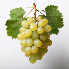 Obraz premium Fruitful Clusters: A Celebration of Grapes 