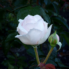 white rose in the garden