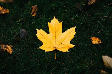 Yellow Leaf on Grass