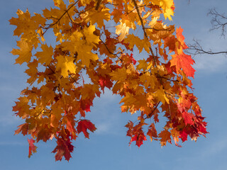 bright leaves against blue sky in autumn