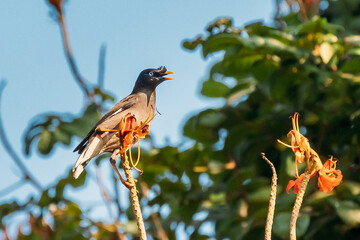 Goa, India. Jungle Myna Sitting On Branch Of Tree And Tweeting