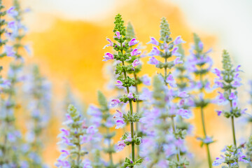Macro Series : Close up shot of Mealy Cup Sage inflorescence flower
