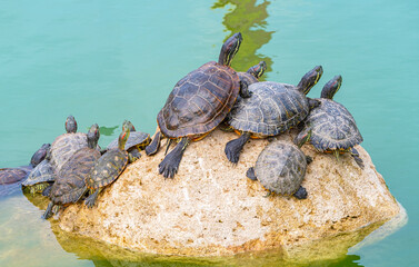 red-eared turtles basking in the sun