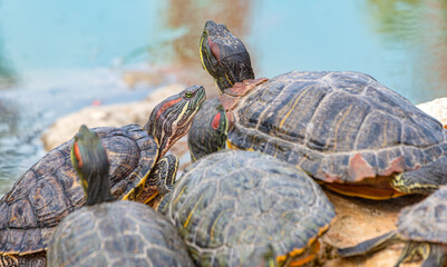 red-eared turtles basking in the sun
